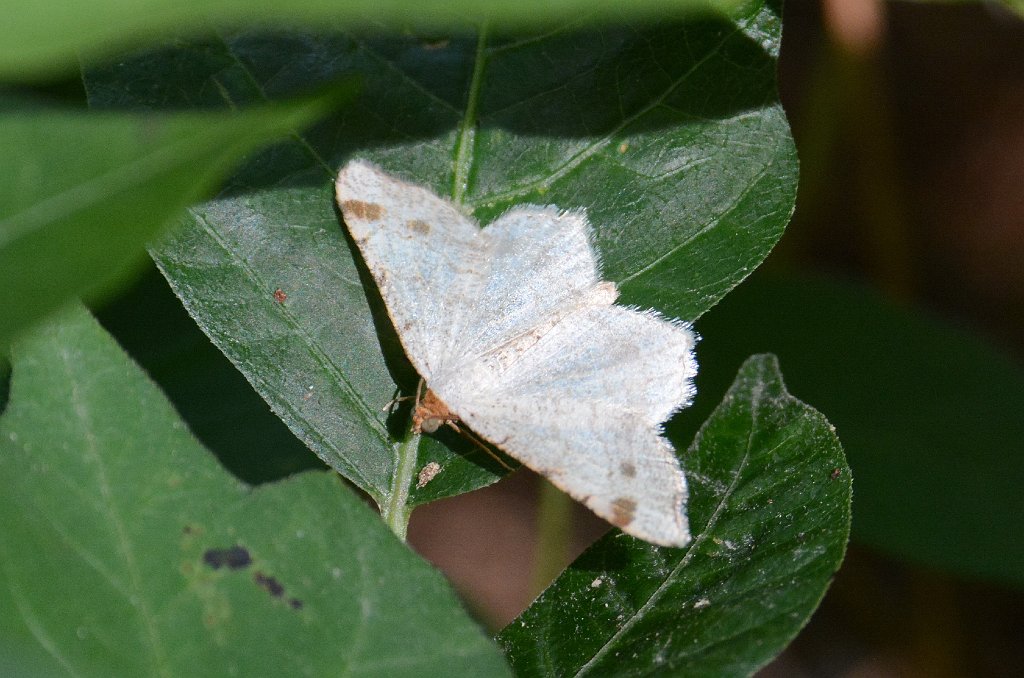 053 2016-08174338 Broadmoor, MA.JPG - Red-headed Inchworm Moth (Macaria bisignata). Broadmoor Wildlife Refuge, MA, 8-17-2016